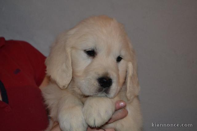 Chiot type golden retriever femelle/mâle à donner