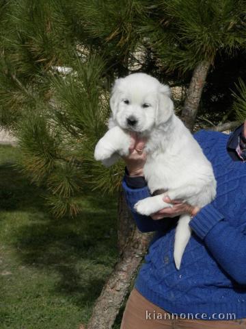 Chiot type golden retriever femelle/mâle à donner