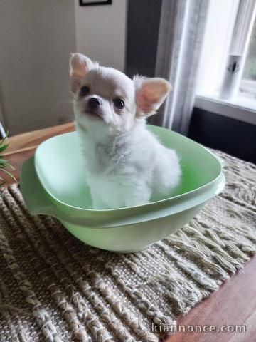 chiots chihuahua disponible de suite 