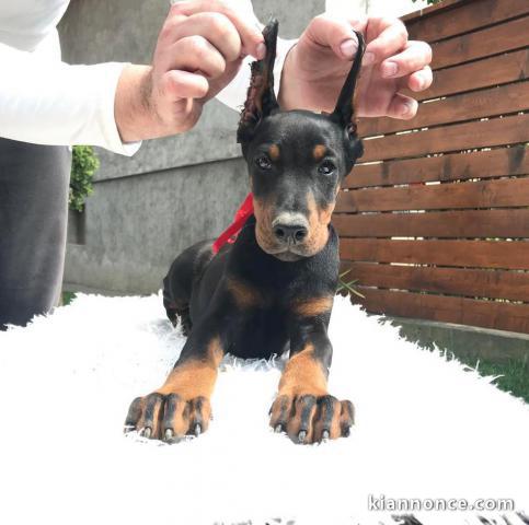 DOBERMAN chiots à vendre