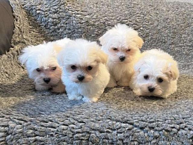 Chiots de racse Bichon disponible pour soins