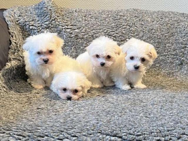 Chiots de racse Bichon disponible a donner