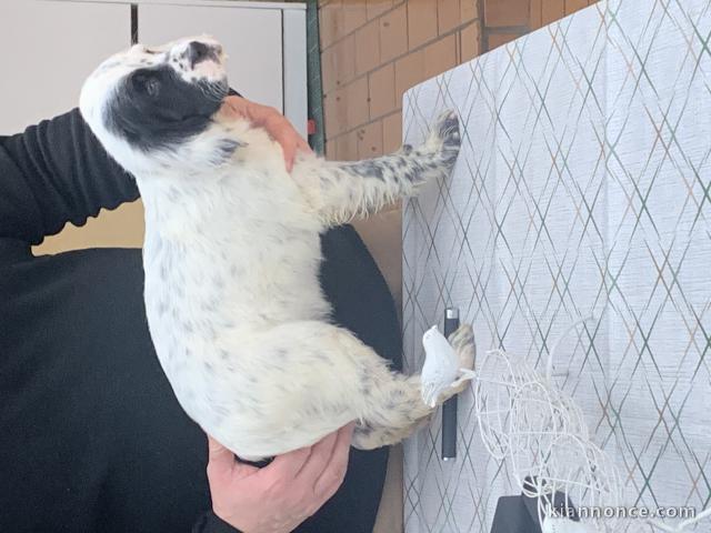 Chiots Setters Anglais Très jolies 2 mois vaccinées 