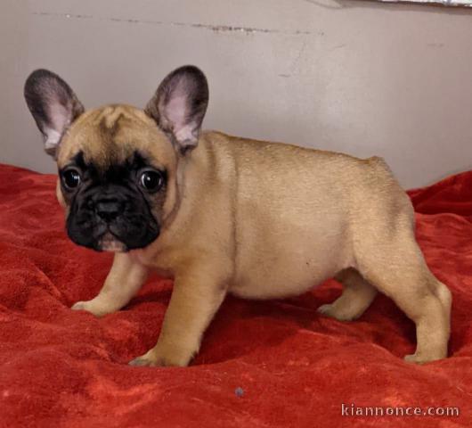 Chiot bouledogue français rouge fauve