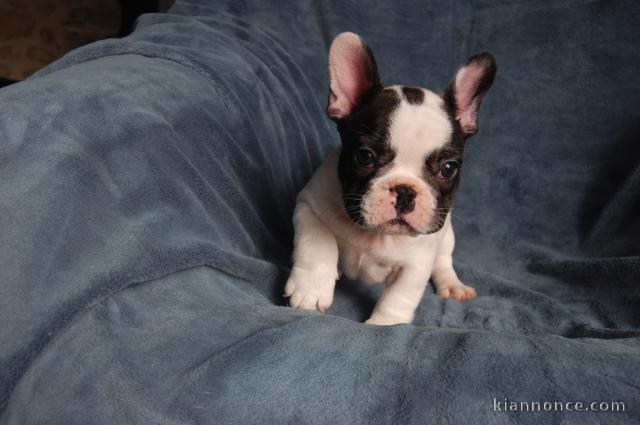 Chiot bouledogue français rouge fauve