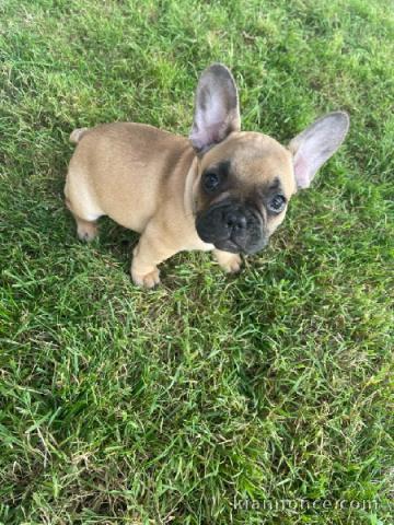 Chiot bouledogue français rouge fauve