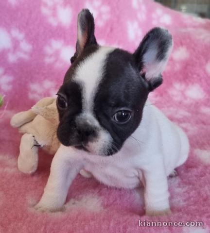 Chiot bouledogue français rouge fauve