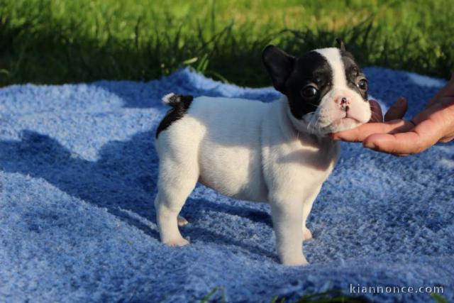 Chiot bouledogue français rouge fauve