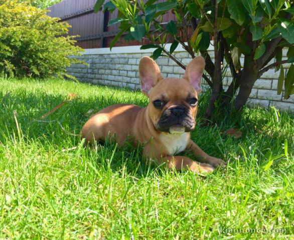 Chiot bouledogue français rouge fauve