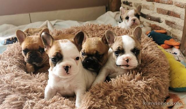 Chiot bouledogue français rouge fauve