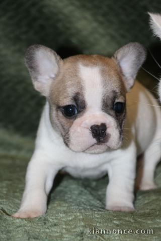 Chiot bouledogue français rouge fauve