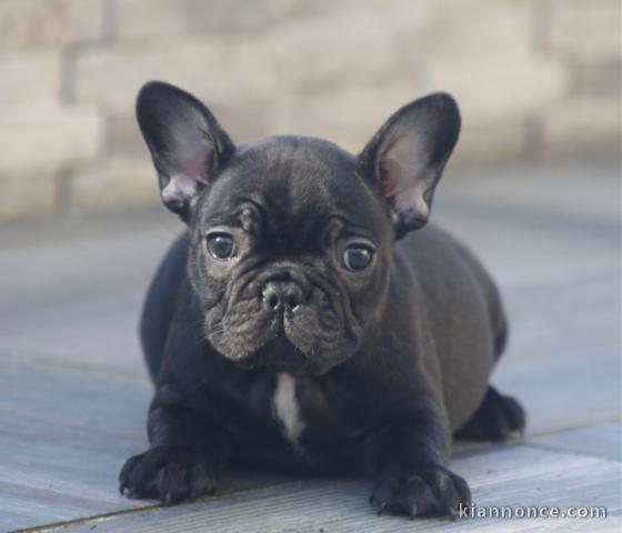 Chiot bouledogue français rouge fauve