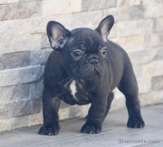 Chiot bouledogue français rouge fauve