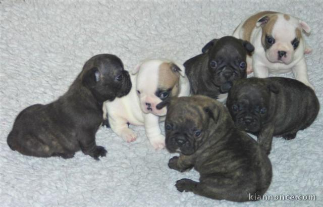 Chiot bouledogue français femelle/mâle