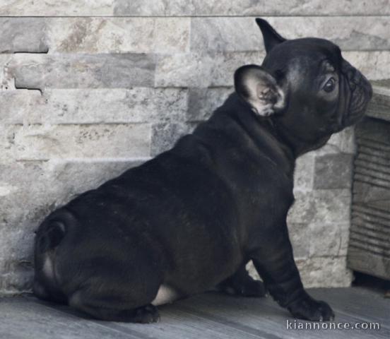 Chiot bouledogue français femelle/mâle