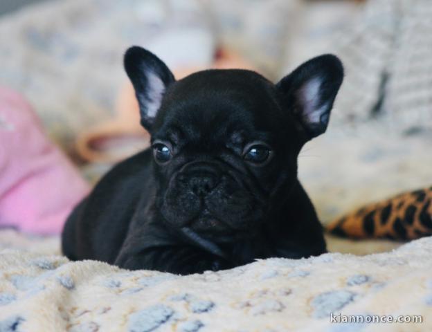 Chiot bouledogue français femelle/mâle