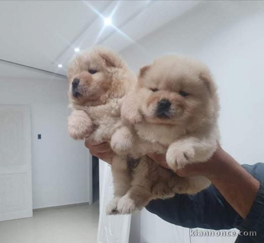 Chiots chowchow a donné