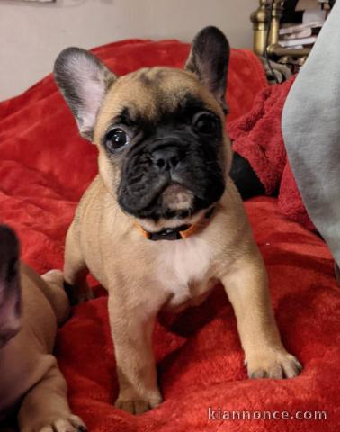 Chiot bouledogue français femelle/mâle