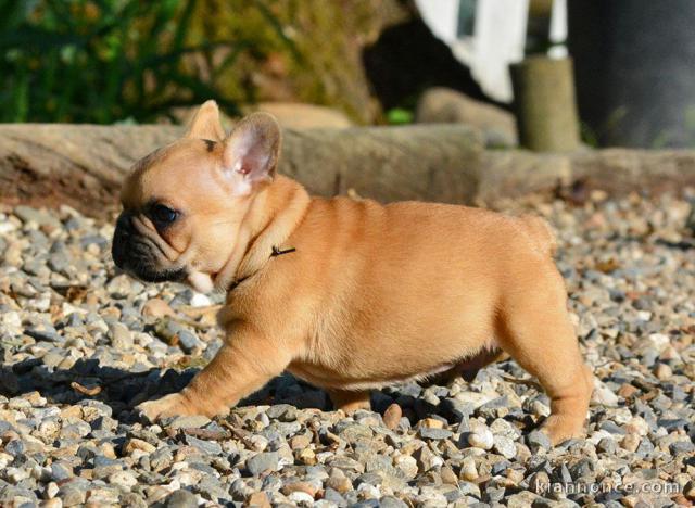 Chiot bouledogue français femelle/mâle