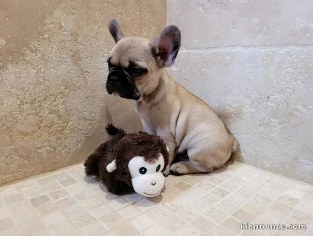 Chiot bouledogue français femelle/mâle