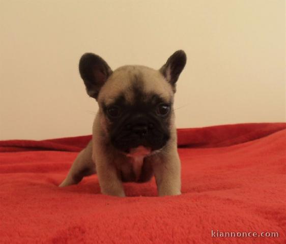 Chiot bouledogue français femelle/mâle