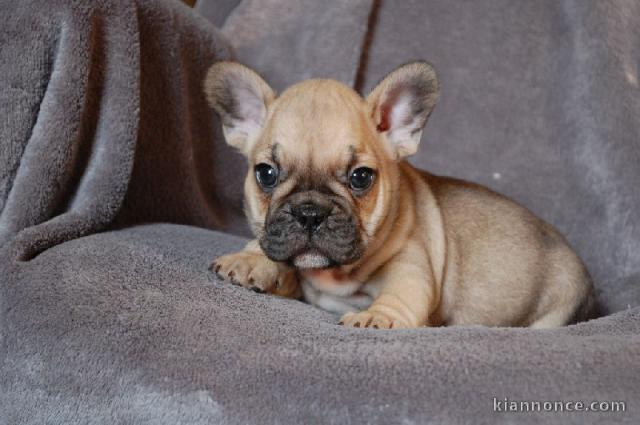 Chiot bouledogue français femelle/mâle