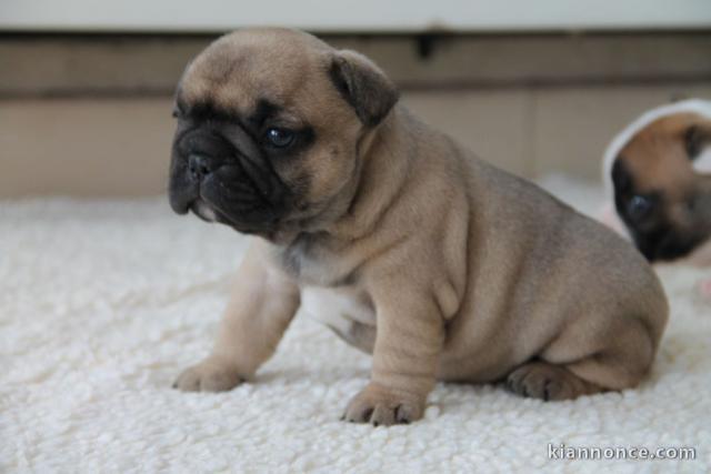 Chiot bouledogue français femelle/mâle