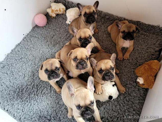 Chiots bouledogue français femelle&mâle noir adoptable