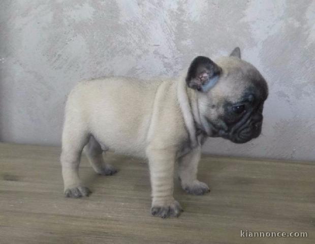 Chiots bouledogue français femelle&mâle noir adoptable