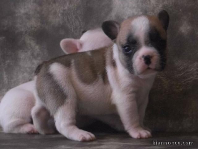 Chiots bouledogue français femelle&mâle noir adoptable