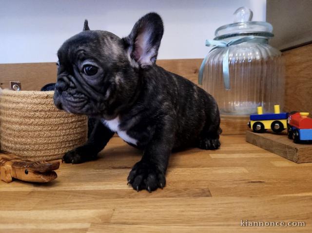 Chiots bouledogue français femelle&mâle noir adoptable