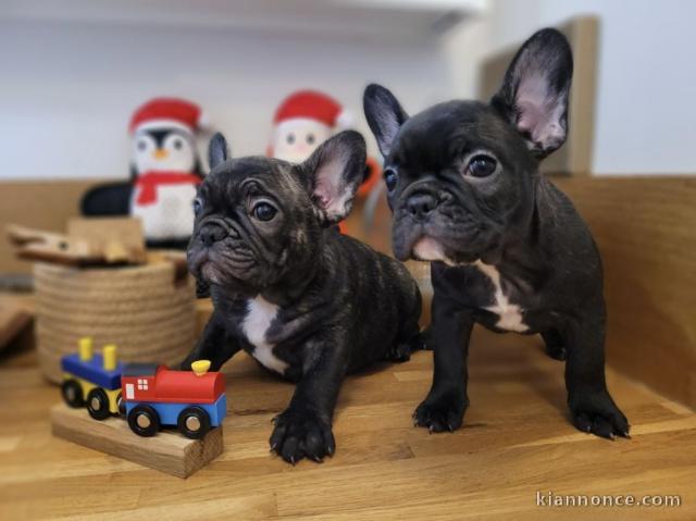 Chiots bouledogue français femelle&mâle noir adoptable