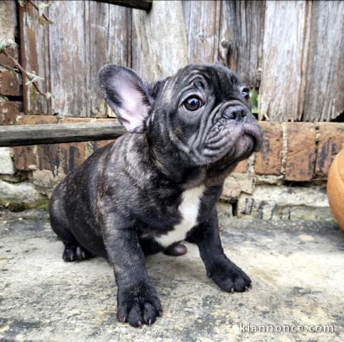 Chiots bouledogue français femelle & mâle noir 