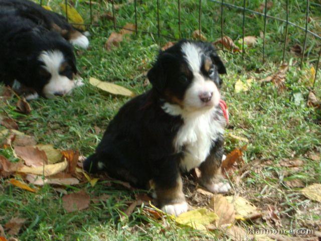 Donnes chiot bouvier bernois femelle