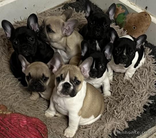 Chiots Bouledogue français à donner