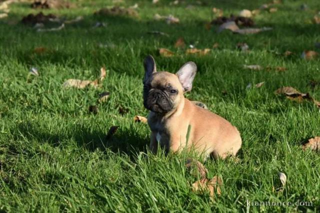 Donner chiot bouledogue français mâle 