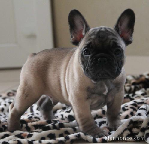 Donner chiot Bouledogue français masque noir 