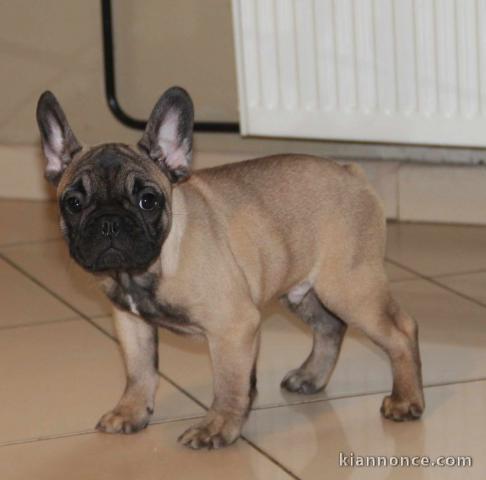 Donner chiot Bouledogue français mâle masque noir