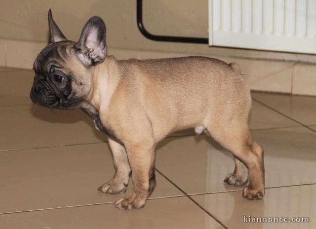 Donner chiot Bouledogue français mâle masque noir