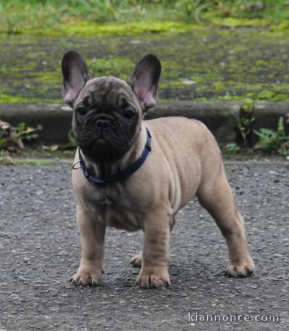 Donner chiot Bouledogue français mâle masque noir 