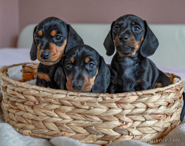 Magnifique  chiots Teckel  retriever a donner 