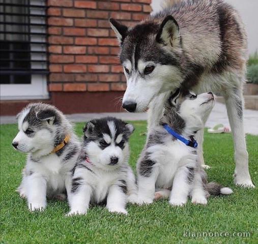 Magnifique choits husky de sibérie à adopter