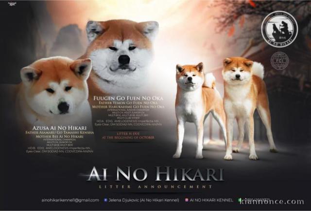 Akita Inu japonais chiots