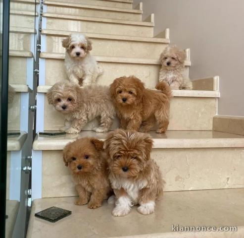 Magnifique maltipoo à adopter