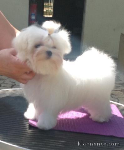 Chiots Bichon Maltais 3 mâles et 2 femelles disponible de suite