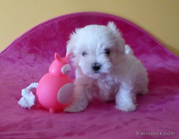 Chiots Bichon Maltais 3 mâles et 2 femelles disponible de suite