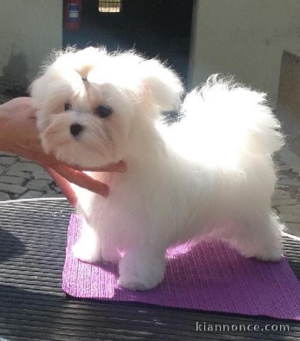 Chiots Bichon Maltais 3 mâles et 2 femelles disponible de suite