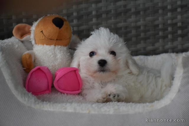 Chiots Bichon Maltais 3 mâles et 2 femelles disponible de suite