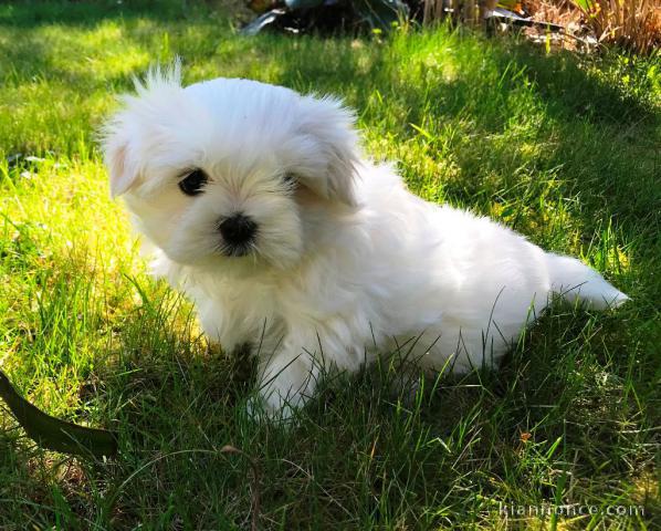 Chiots Bichon Maltais 3 mâles et 2 femelles disponible de suite