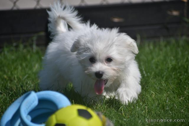 Chiots Bichon Maltais 3 mâles et 2 femelles disponible de suite